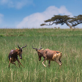 Senkele - Fighting hartebeests
